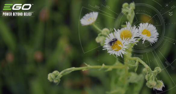WIE MAN EINEN INSEKTENFREUNDLICHEN GARTEN ANLEGT